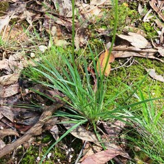 Stylidium graminifolium