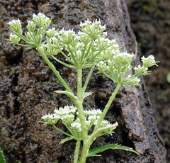 Scandia rosifolia