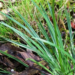 Stylidium graminifolium