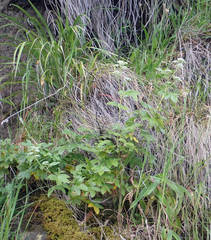Scandia rosifolia