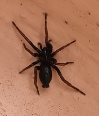 Trachyzelotes pedestris