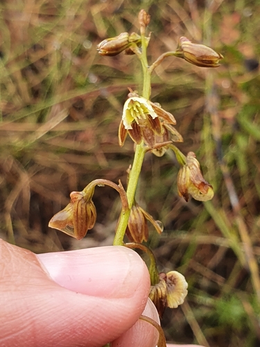 Image of Eulophia bolusii by (c) Corli du Toit Smith, some rights reserved (CC BY)