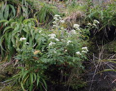 Scandia rosifolia