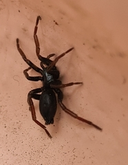 Trachyzelotes pedestris