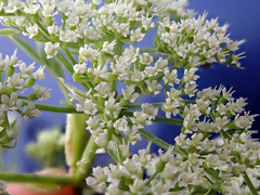 Scandia rosifolia