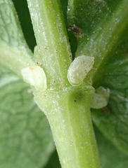 Scandia rosifolia