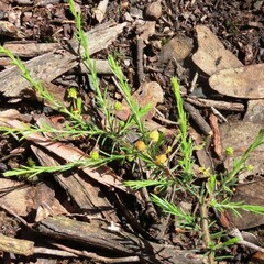 Acacia aculeatissima