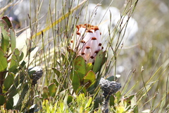 Protea speciosa