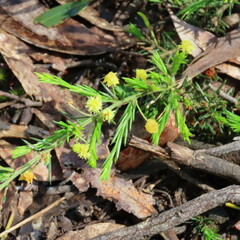 Acacia aculeatissima