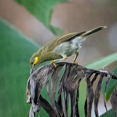Foulehaio carunculatus