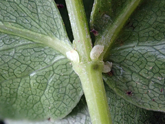 Scandia rosifolia