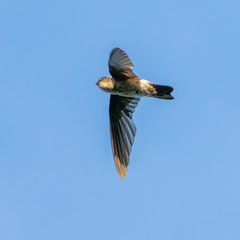 Aerodramus spodiopygius spodiopygius