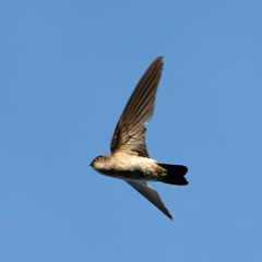 Aerodramus spodiopygius spodiopygius