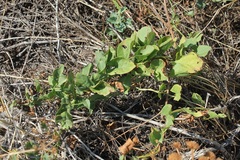 Rumex scutatus