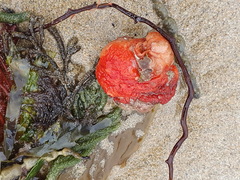 Cnemidocarpa finmarkiensis