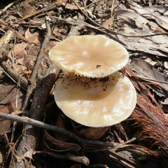 Amanita farinacea