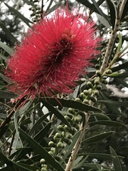 Melaleuca citrina