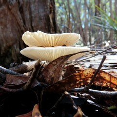 Amanita farinacea