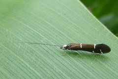 Athripsodes albifrons