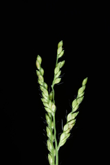 Urochloa reptans
