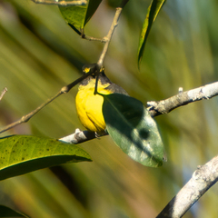 Pachycephala flavifrons