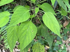 Clerodendrum canescens