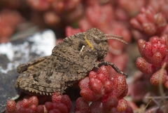 Prionotropis azami