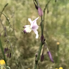 Arthropodium milleflorum