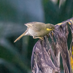 Foulehaio carunculatus