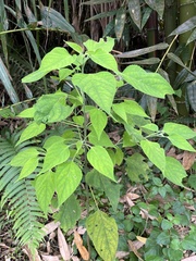 Clerodendrum canescens