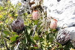 Protea speciosa