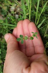 Trifolium glomeratum