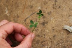 Trifolium glomeratum