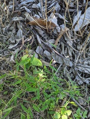 Urochloa reptans