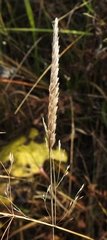 Cynosurus cristatus