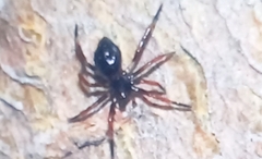 Euryopis episinoides