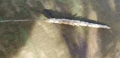 Cynosurus cristatus