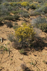 Oedera oppositifolia