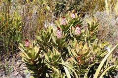 Protea speciosa