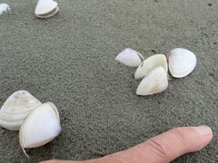 Crassula aequilatera