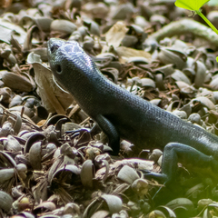 Emoia nigra