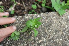 Stellaria media
