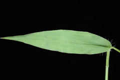 Urochloa reptans