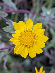 Grindelia hallii