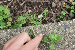 Stellaria media