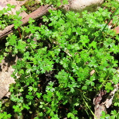 Hydrocotyle foveolata
