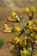Oedera oppositifolia