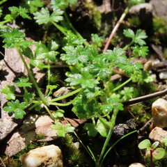 Hydrocotyle foveolata