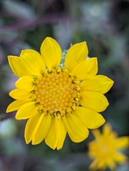 Grindelia hallii