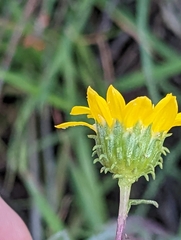Grindelia hallii